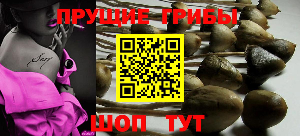 Галлюциногенные грибы Psilocybine cubensis  Чернушка 